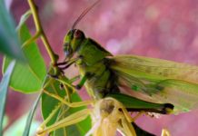 Jenis Hama Belalang Pada Pertanian belalang kembara