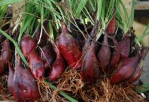 Manfaat Bawang Dayak Untuk Diabetes Mellitus bawang dayak