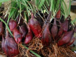 Manfaat Bawang Dayak Untuk Diabetes Mellitus bawang dayak