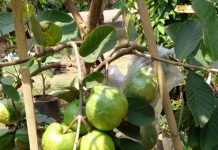 Cara Pemangkasan Tanaman Jambu Batu jambu batu