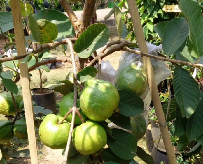 jambu batu