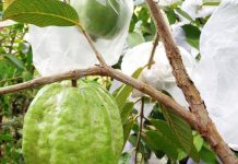 Kertas Koran Untuk Pembungkus Buah Jambu Batu jambu batu