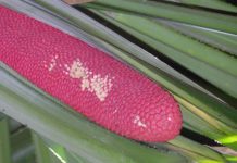 Kandungan Senyawa Aktif Buah Merah buah merah