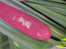 Kandungan Senyawa Aktif Buah Merah buah merah