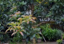 Aplikasi Teknik Top Working Pohon Alpukat pohon alpukat