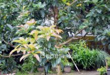 Aplikasi Teknik Top Working Pohon Alpukat top working pohon alpukat