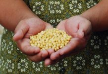 Waktu Tepat Panen Kedelai kedelai