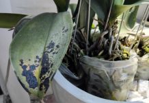 Anggrek Bebas Penyakit anggrek