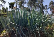 Serangan Cendawan Pada Bawang Daun bawang daun