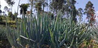 Serangan Cendawan Pada Bawang Daun bawang daun