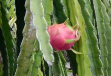 Cara Jitu Budidaya Buah Naga buah naga