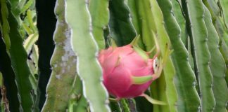 Cara Jitu Budidaya Buah Naga buah naga