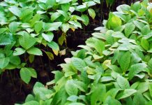 Tanam Jabon Di Tanah Masam bibit jabon