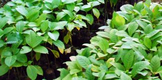 Tanam Jabon Di Tanah Masam bibit jabon