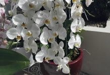 Bunga Anggrek Bulan Lama Bertahan anggrek bulan