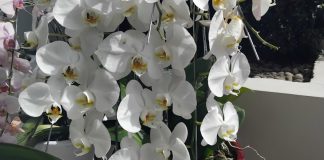 Bunga Anggrek Bulan Lama Bertahan anggrek bulan